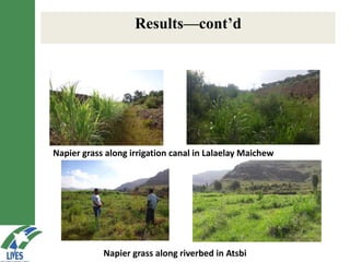 LIVES feed value chain development: Approaches and scalable interventions 