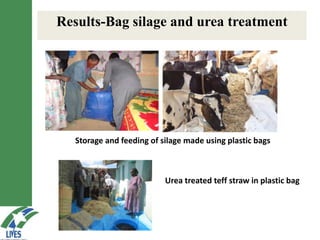 LIVES feed value chain development: Approaches and scalable interventions 