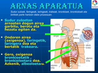 Arnas aparatua Sudur zuloetan  arnasten dogun airea garbitu, berotu eta hezotu egiten da. Ondoren airea (oxigenoa),  faringetik, laringera  doa eta bertatik  trakeara .  Gero, oxigenoa  bronkioetatik , bronkioloetara  doa. Azkenik,  albeoloeta ra.  Sudur zuloek, faringeak, laringeak, trakeak, bronkioek, bronkioloek eta birikiek parte hartzen dabe prozesuan. 