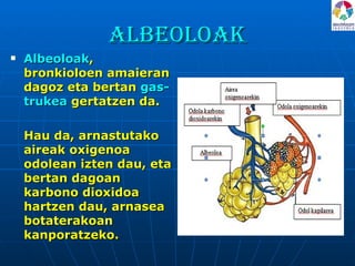 Albeoloak Albeoloak , bronkioloen amaieran dagoz eta bertan  gas-trukea  gertatzen da.  Hau da, arnastutako aireak oxigenoa odolean izten dau, eta bertan dagoan karbono dioxidoa hartzen dau, arnasea botaterakoan kanporatzeko.  