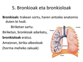5. Bronkioak eta bronkioloak
Bronkioak: trakean sortu, haren antzeko anatomia
duten bi hodi.
Biriketan sartu.
Biriketan, bronkioak adarkatu,
bronkioloak eratuz.
Amaieran, birika-albeoloak
(horma meheko zakuak)
 