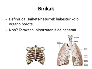 Birikak
- Definizioa: saihets-hezurrek babesturiko bi
organo porotsu
- Non? Toraxean, bihotzaren alde banatan
 