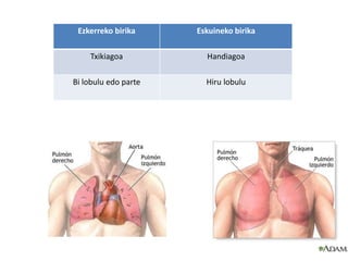 Ezkerreko birika Eskuineko birika
Txikiagoa Handiagoa
Bi lobulu edo parte Hiru lobulu
 