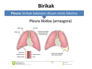 Birikak
Pleura likidoa (arnasgora)
Pleura: birikak babesten dituen mintz bikoitza
 