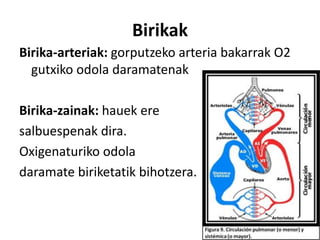 Birikak
Birika-arteriak: gorputzeko arteria bakarrak O2
gutxiko odola daramatenak
Birika-zainak: hauek ere
salbuespenak dira.
Oxigenaturiko odola
daramate biriketatik bihotzera.
 