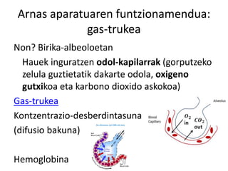 Arnas aparatuaren funtzionamendua:
gas-trukea
Non? Birika-albeoloetan
Hauek inguratzen odol-kapilarrak (gorputzeko
zelula guztietatik dakarte odola, oxigeno
gutxikoa eta karbono dioxido askokoa)
Gas-trukea
Kontzentrazio-desberdintasuna
(difusio bakuna)
Hemoglobina
 