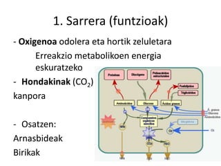 1. Sarrera (funtzioak)
- Oxigenoa odolera eta hortik zeluletara
Erreakzio metabolikoen energia
eskuratzeko
- Hondakinak (CO2)
kanpora
- Osatzen:
Arnasbideak
Birikak
 