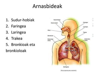 Arnasbideak
1. Sudur-hobiak
2. Faringea
3. Laringea
4. Trakea
5. Bronkioak eta
bronkioloak
 
