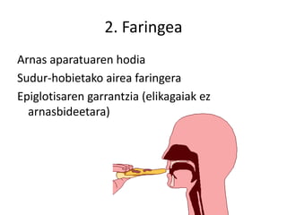 2. Faringea
Arnas aparatuaren hodia
Sudur-hobietako airea faringera
Epiglotisaren garrantzia (elikagaiak ez
arnasbideetara)
 
