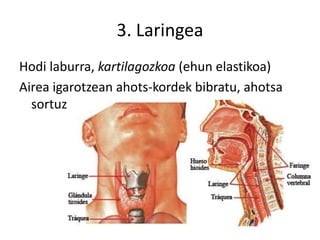 3. Laringea
Hodi laburra, kartilagozkoa (ehun elastikoa)
Airea igarotzean ahots-kordek bibratu, ahotsa
sortuz.
 