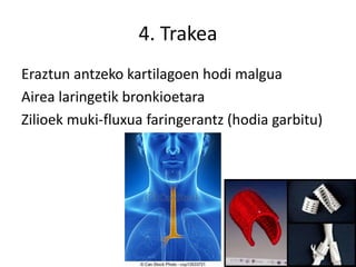 4. Trakea
Eraztun antzeko kartilagoen hodi malgua
Airea laringetik bronkioetara
Zilioek muki-fluxua faringerantz (hodia garbitu)
 