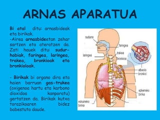 ARNAS APARATUA
Bi atal    ditu: arnasbideak
eta birikak.
-Airea arnasbideetan zehar
sartzen eta ateratzen da.
Zati hauek ditu: sudur-
hobiak, faringea, laringea,
trakea,      bronkioak   eta
bronkioloak.

- Birikak bi organo dira eta
haien barruan gas-trukea
(oxigenoa hartu eta karbono
dioxidoa          kanporatu)
gertatzen da. Birikak kutxa
torazikoaren           bidez
babestuta daude.
 