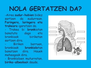 NOLA GERTATZEN DA?
-Airea sudur-hobien bidez
sartzen da sudurrean.
Faringera, laringera eta
trakeara igarotzen da.
- Trakea bi bronkiotan
banatuta      dago      eta
bronkioak         biriketan
sartzen dira.
-     Biriken      barruan,
bronkioak     bronkiolotan
banatzen    dira.    Hauek
meheagoak dira.
- Bronkioloen muturretan,
birika-albeoloak daude.
 