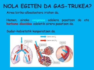 NOLA EGITEN DA GAS-TRUKEA?
Airea birika-albeoloetara iristen da.

Hemen, aireko oxigenoa odolera pasatzen da eta
karbono dioxidoa odoletik airera pasatzen da.

Sudur-hobietatik kanporatzen da.
 