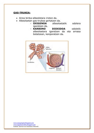 www.margarigela.blogspot.com
www.laguntza3ziklo.blogspot.com
Irudiak: Internet eta Santillana liburutik
GAS-TRUKEA:
 Airea birika-albeolotara iristen da.
 Albeoloetan gas-trukea gertatzen da.
- OXIGENOA albeoloetatik odolera
igarotzen da.
- KARBONO DIOXIDOA odoletik
albeoloetara igarotzen da eta arnasa
botatzean, kanporatzen da.
 