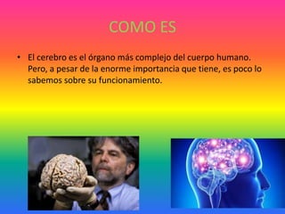 COMO ES
• El cerebro es el órgano más complejo del cuerpo humano.
Pero, a pesar de la enorme importancia que tiene, es poco lo
sabemos sobre su funcionamiento.
 