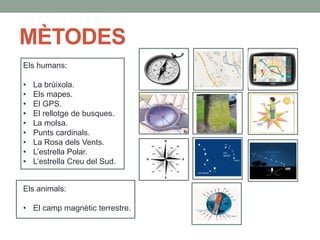 MÈTODES
Els humans:
• La brúixola.
• Els mapes.
• El GPS.
• El rellotge de busques.
• La molsa.
• Punts cardinals.
• La Rosa dels Vents.
• L’estrella Polar.
• L’estrella Creu del Sud.
Els animals:
• El camp magnètic terrestre.
 