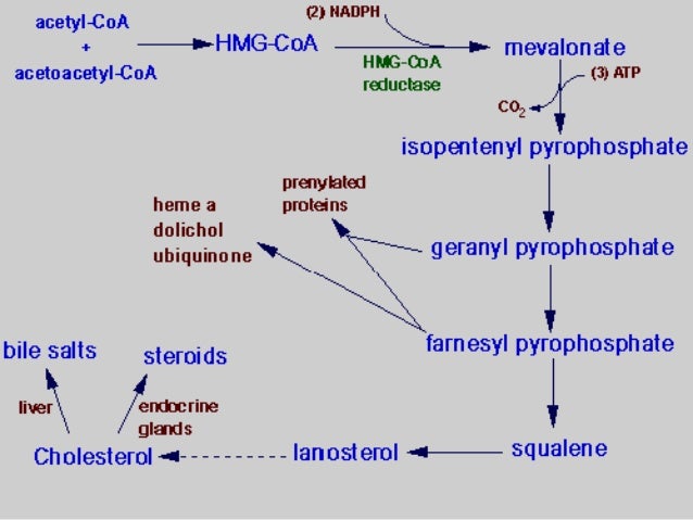 cholesterol synthesis