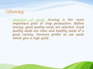 2)Sowing
• Selection of seeds: Sowing is the most
important part of crop production. Before
sowing, good quality seeds are selected. Good
quality seeds are clear and healthy seeds of a
good variety. Farmers prefer to use seeds
which give a high yield.
 