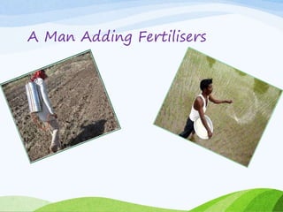 A Man Adding Fertilisers
 