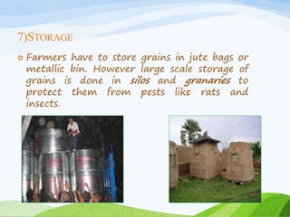 7)STORAGE
 Farmers have to store grains in jute bags or
metallic bin. However large scale storage of
grains is done in silos and granaries to
protect them from pests like rats and
insects.
 