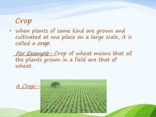 Crop
• When plants of same kind are grown and
cultivated at one place on a large scale, it is
called a crop.
For Example- Crop of wheat means that all
the plants grown in a field are that of
wheat.
A Crop:-
 