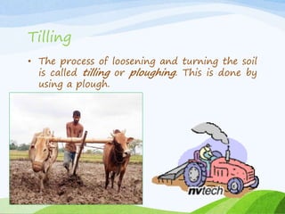 Tilling
• The process of loosening and turning the soil
is called tilling or ploughing. This is done by
using a plough.
 