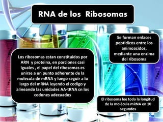 Arn de los ribosomas | PPTX