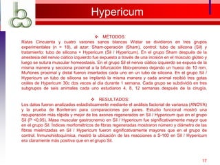 Hypericum
 MÉTODOS:
Ratas Cincuenta y cuatro varones sanos blancas Wistar se dividieron en tres grupos
experimentales (n = 18), al azar: Sham-operación (Sham), control: tubo de silicona (Sil) y
tratamiento: tubo de silicona + Hypericum (Sil / Hypericum). En el grupo Sham después de la
anestesia del nervio ciático izquierdo fue expuesto a través de una incisión en el músculo glúteo y
luego se sutura muscular homeostasis. En el grupo Sil el nervio ciático izquierdo se expuso de la
misma manera y secciona proximal a la bifurcación tibio-peroneo dejando un hueco de 10 mm.
Muñones proximal y distal fueron insertados cada uno en un tubo de silicona. En el grupo Sil /
Hypericum un tubo de silicona se implantó la misma manera y cada animal recibió tres gotas
orales de Hypericum 30c dos veces al día durante 1 semana. Cada grupo se subdividió en tres
subgrupos de seis animales cada uno estudiaron 4, 8, 12 semanas después de la cirugía.
 RESULTADOS:
Los datos fueron analizados estadísticamente mediante el análisis factorial de varianza (ANOVA)
y la prueba de Bonferroni para comparaciones por pares. Estudio funcional mostró una
recuperación más rápida y mejor de los axones regenerados en Sil / Hypericum que en el grupo
Sil (P <0,05). Masa muscular gastrocnemio en Sil / Hypericum fue significativamente mayor que
en el grupo Sil. Índices morfométricos de fibras regeneradas mostraron número y diámetro de las
fibras mielinizadas en Sil / Hypericum fueron significativamente mayores que en el grupo de
control. Inmunohistoquímica, mostró la ubicación de las reacciones a S-100 en Sil / Hypericum
era claramente más positiva que en el grupo Sil.
17
 