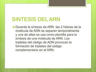 SINTESIS DEL ARN
 Durante la síntesis de ARN las 2 hebras de la
molécula de ADN se separan temporalmente
y una de ellas se usa como plantilla para la
síntesis de una molécula de ARN. Los
tripletes del código de ADN provocan la
formación de tripletes del código
complementario en el ARN.
 