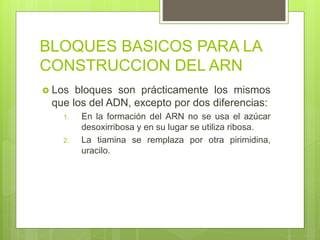 BLOQUES BASICOS PARA LA
CONSTRUCCION DEL ARN
 Los bloques son prácticamente los mismos
que los del ADN, excepto por dos diferencias:
1. En la formación del ARN no se usa el azúcar
desoxirribosa y en su lugar se utiliza ribosa.
2. La tiamina se remplaza por otra pirimidina,
uracilo.
 