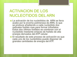 ACTIVACION DE LOS
NUCLEOTIDOS DEL ARN
 La activación de los nucleótidos de ARN se lleva
acabo por la enzima polimerasa de ARN, lo que
se produce añadiendo a cada nucleótido dos
radicales fosfato mas para formar trifosfatos.
Estos dos últimos fosfatos se combinan con el
nucleótido mediante enlaces de fosfato de alta
energía derivados del ATP celular.
 El resultado de este proceso de activación es que
cada uno de los nucleótidos puede disponer de
grandes cantidades de energía del ATP.
 