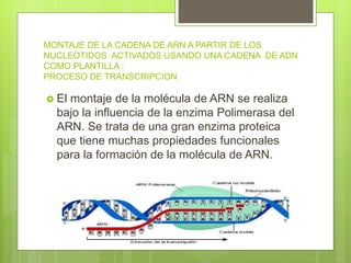MONTAJE DE LA CADENA DE ARN A PARTIR DE LOS
NUCLEOTIDOS ACTIVADOS USANDO UNA CADENA DE ADN
COMO PLANTILLA :
PROCESO DE TRANSCRIPCION
 El montaje de la molécula de ARN se realiza
bajo la influencia de la enzima Polimerasa del
ARN. Se trata de una gran enzima proteica
que tiene muchas propiedades funcionales
para la formación de la molécula de ARN.
 