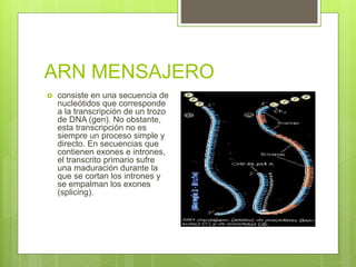 ARN MENSAJERO
 consiste en una secuencia de
nucleótidos que corresponde
a la transcripción de un trozo
de DNA (gen). No obstante,
esta transcripción no es
siempre un proceso simple y
directo. En secuencias que
contienen exones e intrones,
el transcrito primario sufre
una maduración durante la
que se cortan los intrones y
se empalman los exones
(splicing).
 