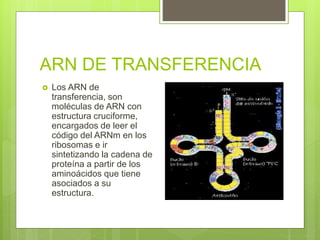 ARN DE TRANSFERENCIA
 Los ARN de
transferencia, son
moléculas de ARN con
estructura cruciforme,
encargados de leer el
código del ARNm en los
ribosomas e ir
sintetizando la cadena de
proteína a partir de los
aminoácidos que tiene
asociados a su
estructura.
 