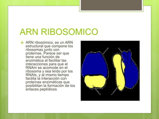 ARN RIBOSOMICO
 ARN ribosómico, es un ARN
estructural que compone los
ribosomas junto con
proteínas. Parece ser que
tiene una función de
enzimática al facilitar las
interacciones para que el
RNAm se acomode en el
ribosoma y sea leído por los
RNAts, y al mismo tiempo
facilita la interacción con
proteínas enzimáticas que
posibilitan la formación de los
enlaces peptídicos
 