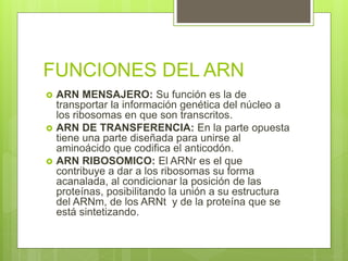 FUNCIONES DEL ARN
 ARN MENSAJERO: Su función es la de
transportar la información genética del núcleo a
los ribosomas en que son transcritos.
 ARN DE TRANSFERENCIA: En la parte opuesta
tiene una parte diseñada para unirse al
aminoácido que codifica el anticodón.
 ARN RIBOSOMICO: El ARNr es el que
contribuye a dar a los ribosomas su forma
acanalada, al condicionar la posición de las
proteínas, posibilitando la unión a su estructura
del ARNm, de los ARNt y de la proteína que se
está sintetizando.
 