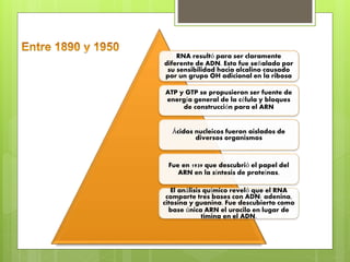 RNA resultó para ser claramente
diferente de ADN. Esto fue señalado por
su sensibilidad hacia alcalino causado
por un grupo OH adicional en la ribosa
ATP y GTP se propusieron ser fuente de
energía general de la célula y bloques
de construcción para el ARN
Ácidos nucleicos fueron aislados de
diversos organismos
Fue en 1939 que descubrió el papel del
ARN en la síntesis de proteínas.
El análisis químico reveló que el RNA
comparte tres bases con ADN: adenina,
citosina y guanina. Fue descubierto como
base única ARN el uracilo en lugar de
timina en el ADN.
 
