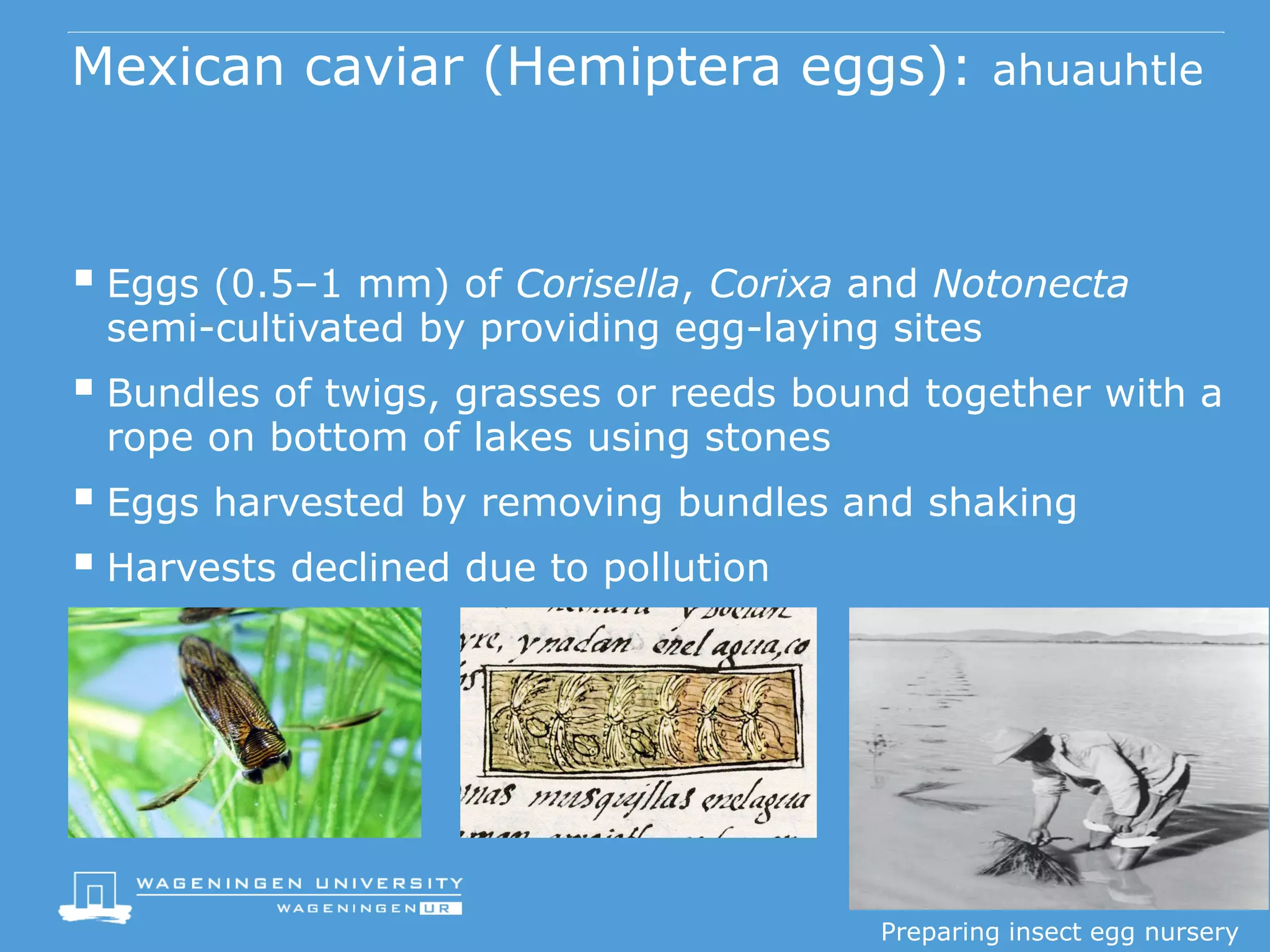 Mexican Reeds Farming insects as food and feed - Arnold van Huis, Wageningen ...