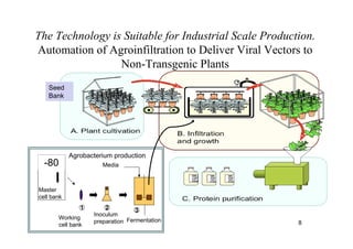 The Technology is Suitable for Industrial Scale Production.
Automation of Agroinfiltration to Deliver Viral Vectors to
Non-Transgenic Plants
Working
cell bank
Inoculum
preparation
2
Fermentation
Media
31
-80
Master
cell bank
Agrobacterium production
Seed
Bank
8
 
