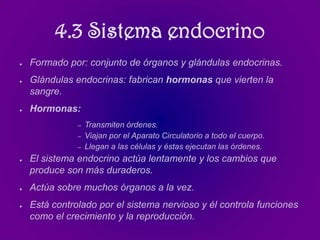 4.3 Sistema endocrino
●   Formado por: conjunto de órganos y glándulas endocrinas.
●   Glándulas endocrinas: fabrican hormonas que vierten la
    sangre.
●   Hormonas:
               –   Transmiten órdenes.
               –   Viajan por el Aparato Circulatorio a todo el cuerpo.
               –   Llegan a las células y éstas ejecutan las órdenes.
●   El sistema endocrino actúa lentamente y los cambios que
    produce son más duraderos.
●   Actúa sobre muchos órganos a la vez.
●   Está controlado por el sistema nervioso y él controla funciones
    como el crecimiento y la reproducción.
 