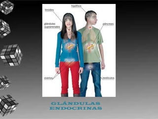 GLÁNDULAS
ENDOCRINAS
 