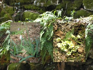 Proljetnice- ukras naše šume
Visibaba Jaglac
 