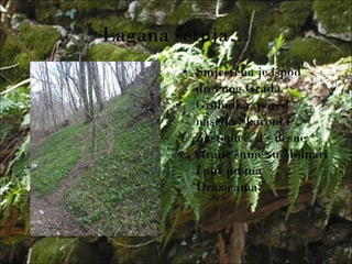 Lagana šetnja…
• Smještena je ispod
drevnog Grada
Grobnika, pored
naselja Škaroni i
Zastenice, a s desne
strane šume su Molnari
i put prema
Dražicama!
 