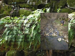 Puno je vode u arobnoj šumi!Č
• Kroz šumu te eč
nekoliko poto i ač ć
• Svi se oni slijevaju u
potok Sušicu koji
utje e u Rje inuč č
• Nakon obilnih kiša
šuma je puna vode na
veliku radost biljki i
životinja
 