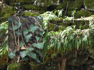 Bogata je šumska vegetacija
 