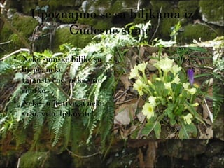 Upoznajmo se sa biljkama iz
udesne šume!Č
• Neke šumske biljke su
lijepe, neke
tajanstvene, neke vrlo
rijetke
• Neke su jestive, a neke
vrlo, vrlo ljekovite!
 