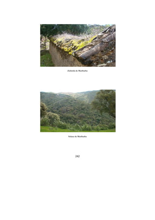 242
Zahúrda de Maribarba
Solana de Maribarba
 