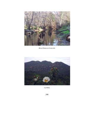 248
Rivera Chanza en el curso alto
Las Peñas
 