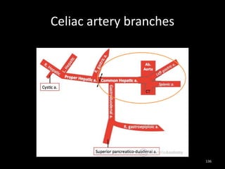 Celiac artery branches
136
 